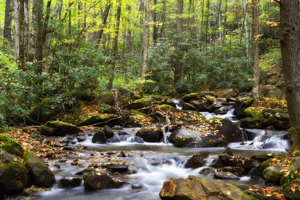 Creek w lesie nc — Zdjęcie stockowe