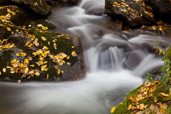 Flusso forestale — Foto Stock