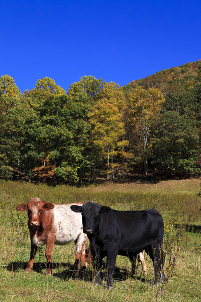 Cows Grazing in a Field