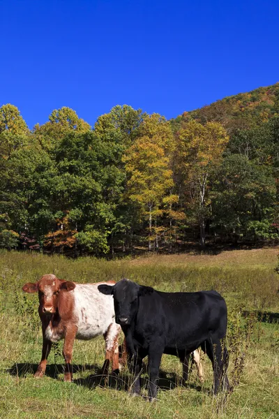 Kühe weiden auf einem Feld lizenzfreie Stockbilder