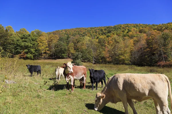 Mucche al pascolo in un campo — Foto Stock