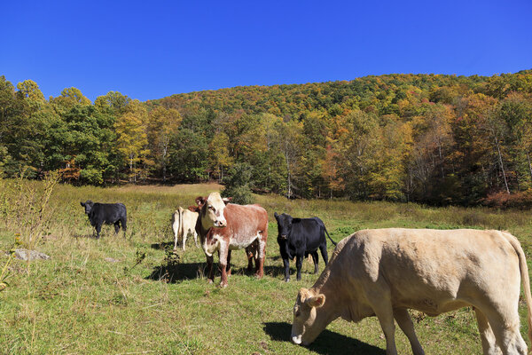 Cows Grazing in a Field