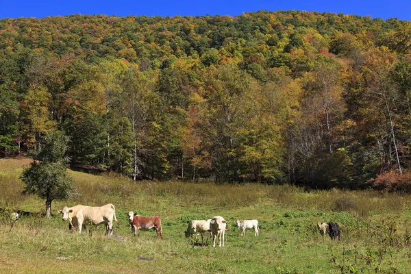 Vacas pastando em um campo — Fotografia de Stock