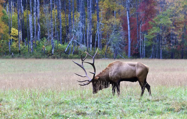 Muž býk elk — Stock fotografie