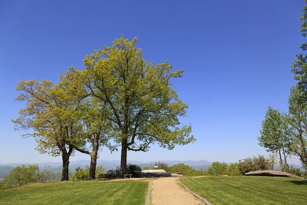 Grands arbres au saut hors rocher — Photo