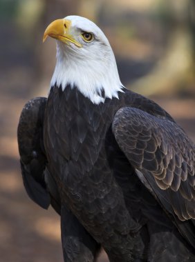 Kel Kartal