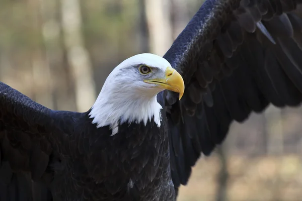 Aquila calva — Foto Stock