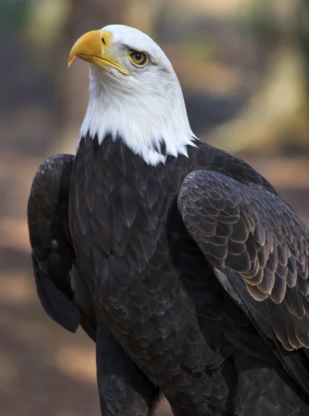 Águila calva —  Fotos de Stock