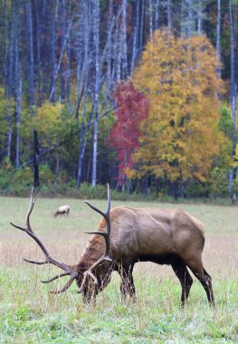 Male Bull Elk clipart
