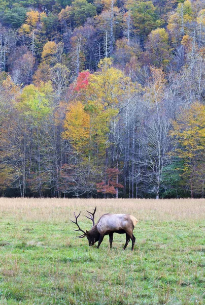 Boğa elk — Stok fotoğraf