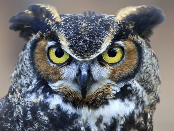 Great Horned Owl Rechtenvrije Stockafbeeldingen