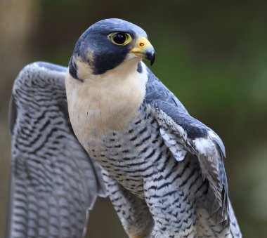 Peregrine Şahini