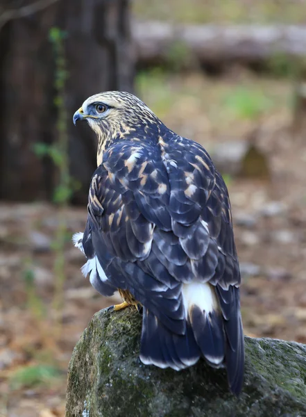 Rough - legged hawk — Stockfoto