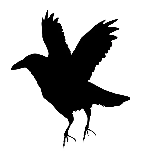 Raven silhouet — Stockfoto