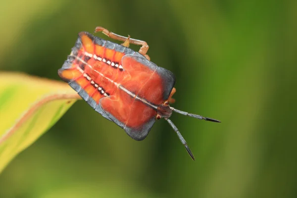 Insekt på gröna löv — Stockfoto