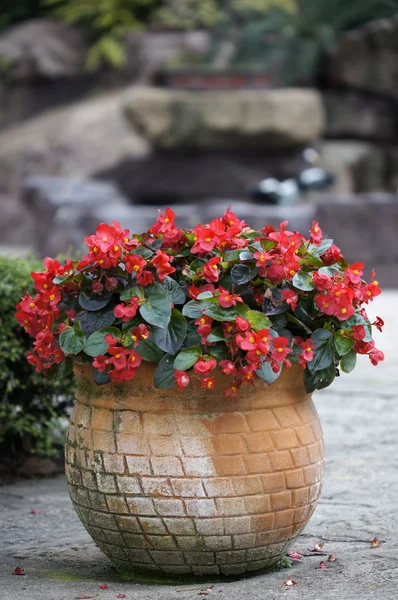 Flores de alfarero — Foto de Stock