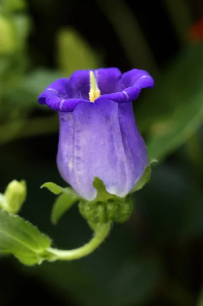 Krásný Fialový květ — Stock fotografie