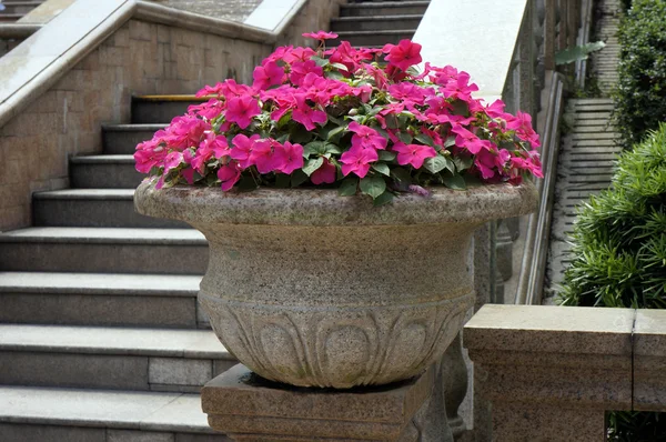 güzel saksı çiçekleri