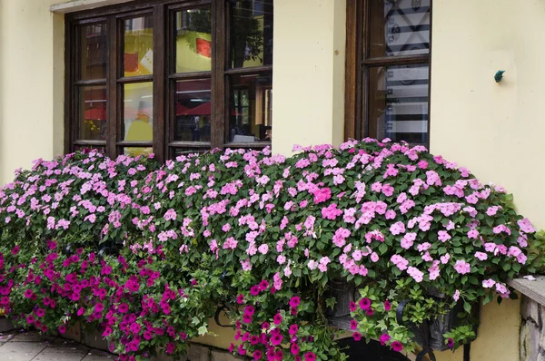 Bellissimi fiori — Foto Stock