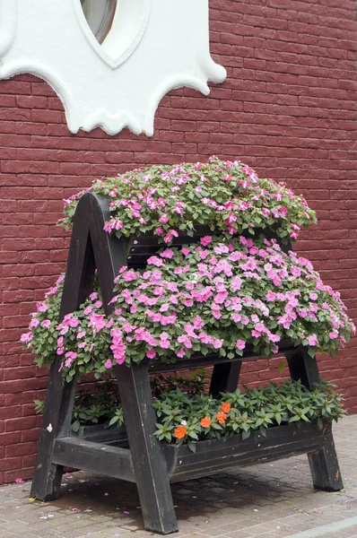 güzel saksı çiçekleri