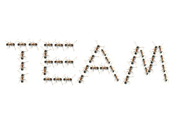 Um grupo de formigas em texto de trabalho em equipe — Fotografia de Stock