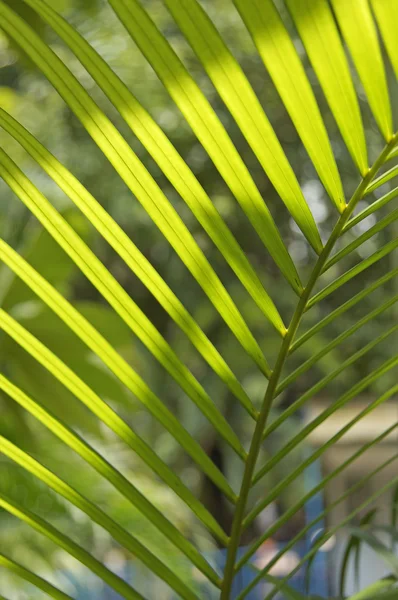 Folhas verdes sob luz — Fotografia de Stock