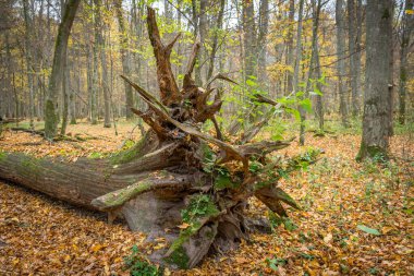 Polonya 'daki Bialowieza Ulusal Parkı' nda kırık bir ağacın gövdesi.