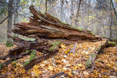 Polonya, Bialowieza Ulusal Parkı 'ndaki çürümüş yaşlı ağaç.