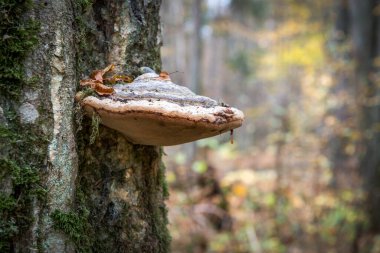 Bir ıhlamur gövdesinde çok yıllık poligözenek