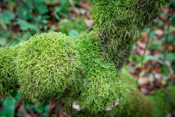 Strom Zarostlý Zeleným Mechem — Stock fotografie