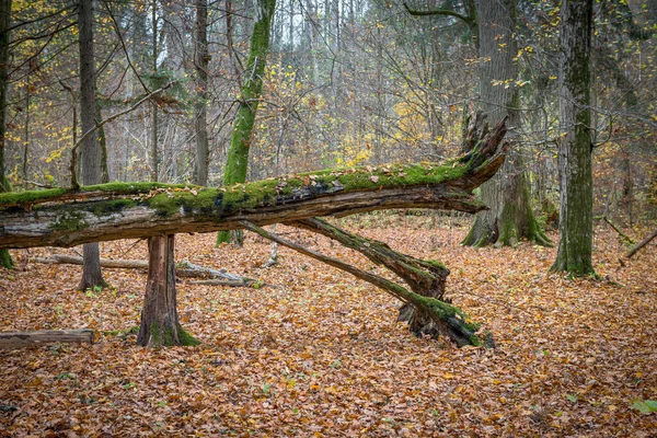 Стовбур Зламаного Дерева Національному Парку Біаловєза Польща — стокове фото