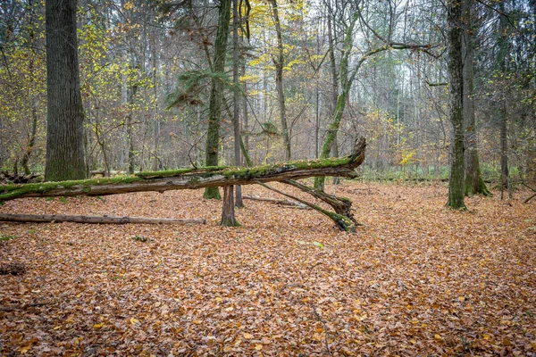 Природний Заповідник Опале Дерево Лісі — стокове фото