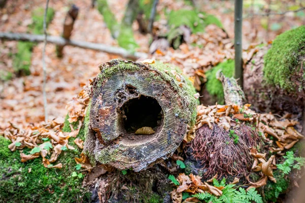 Дірка Стовбурі Порізаного Вапнякового Дерева Біовенському Національному Парку — стокове фото