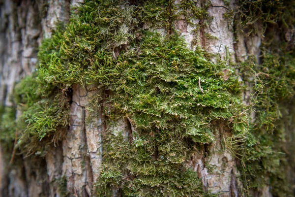 Мох Росте Зламаному Дереві Національний Парк Біовця — стокове фото