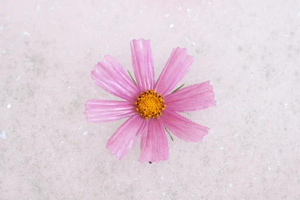 꽃 거품 목욕 — 스톡 사진