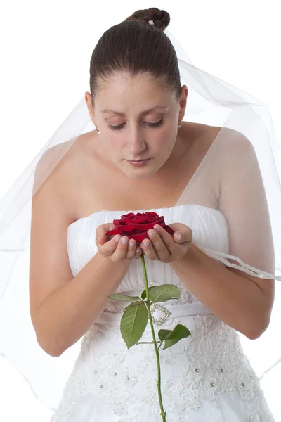 Невеста в белом с красной розой — стоковое фото