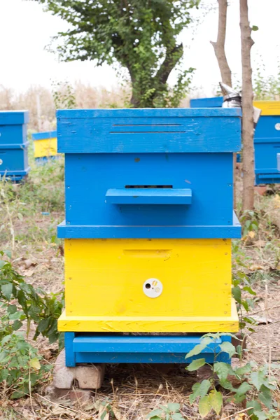 Beehive — Stock Photo, Image