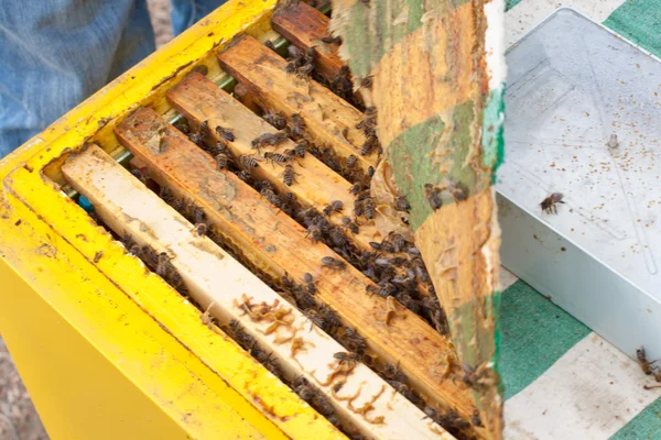 Méhek méhsejtszerkezeten — Stock Fotó