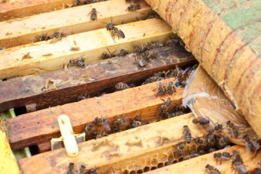 Arılara petek üzerinde