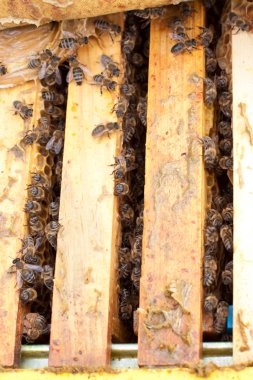 Arılara petek üzerinde