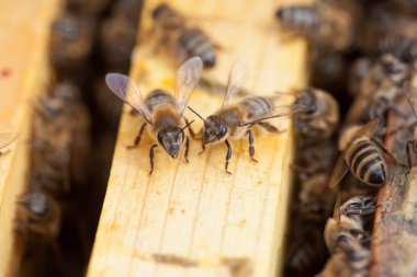 Arılara petek üzerinde