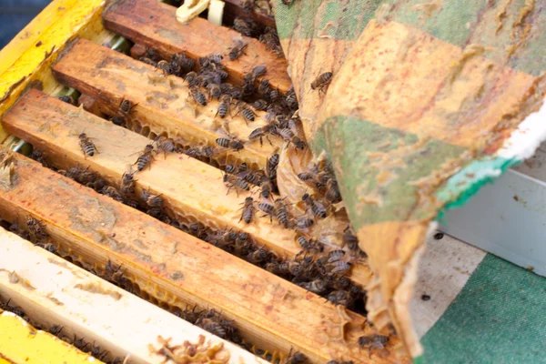 Abejas en panal — Foto de Stock