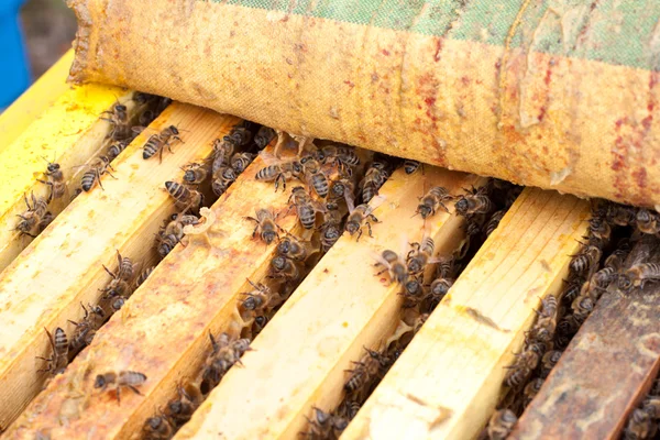 Bijen op de honingraat — Stockfoto