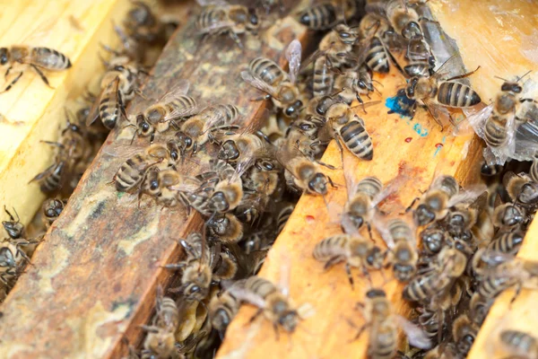 Abejas en panal — Foto de Stock