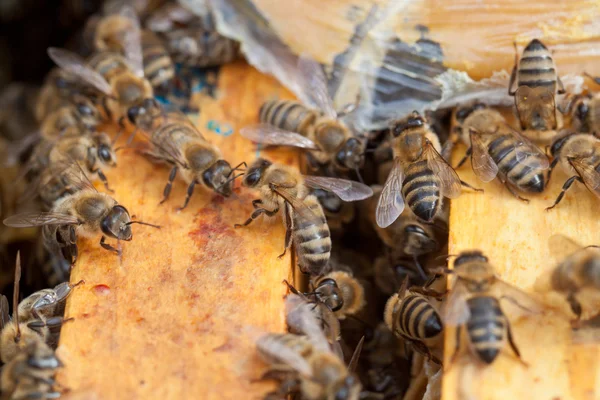 Arılara petek üzerinde — Stok fotoğraf
