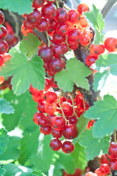 Grosella roja — Foto de Stock