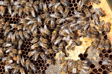 Arılara petek üzerinde