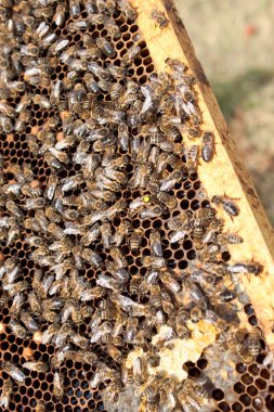 Arılara petek üzerinde