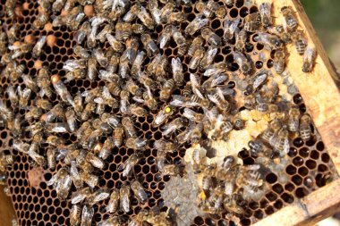 Arılara petek üzerinde