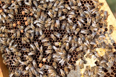 Arılara petek üzerinde